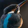 「カワセミ　青い鳥」電子ブック