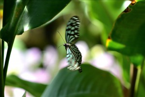 蝶の楽園85_017